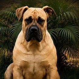 Tazara - Boerboel