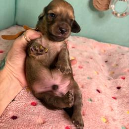 Brown collar - Wheaten male Dachshund puppy in Live Oak, Florida from The Weenie Herd Mom
