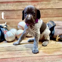 German Shorthaired Pointer Puppies from Upland Points Gun Dogs