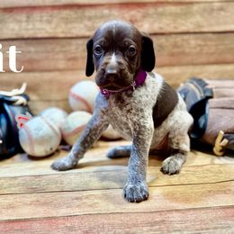 German Shorthaired Pointer Puppies from Upland Points Gun Dogs