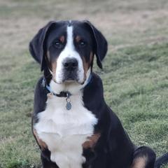 Greater Swiss Mountain Dogs and Lowchen from Cambio Canines