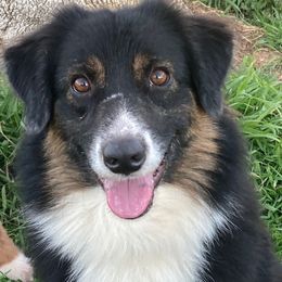 Mercy - Australian Shepherd