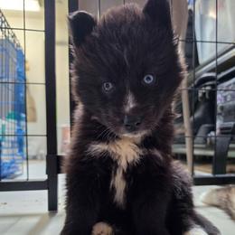 Ymir - Black and white male Siberian Husky puppy in Buckeye, Arizona from Anime Huskies