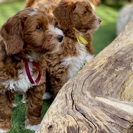 Australian Labradoodle Puppies from Cascade Canyon Labradoodles