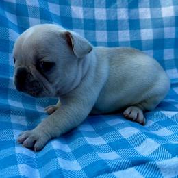 Gideon - Cream male French Bulldog puppy in Greenfield, Missouri from Hope Mountain French Bulldogs