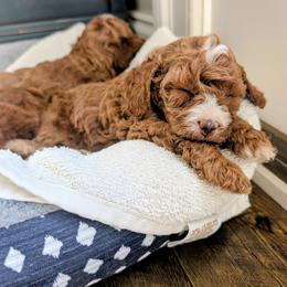 Cavapoo Puppies from Rose Z