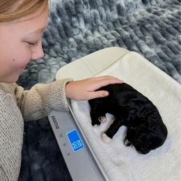 Shadow - Black female Goldendoodle puppy in Bountiful, Utah from PJs Puppy Love