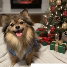 Bonbon - Pomeranian
