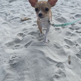 Lolita Darlin’ - Chihuahua