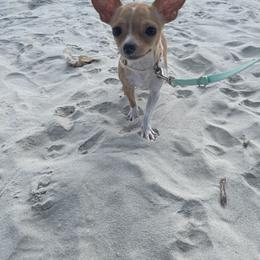 Lolita Darlin’ - Chihuahua