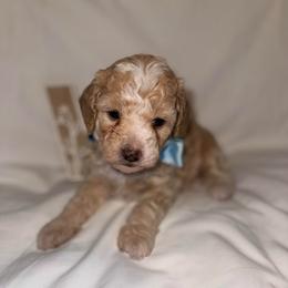 Alfalfa - Apricot male Poodle puppy in Hemet, California from Vallevistadoodles