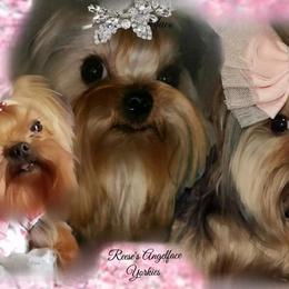 Yorkshire Terrier All Grown Up from Reese's Angelface Yorkies