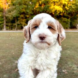 Petite Male - Beau - Parti male Goldendoodle puppy in Madisonville, Kentucky from Carlie and Co. Goldendoodles