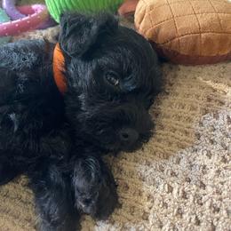 Orange collared Boy - Black male Miniature Schnauzer puppy in San Diego, California from KMS-Miniature Schnauzers