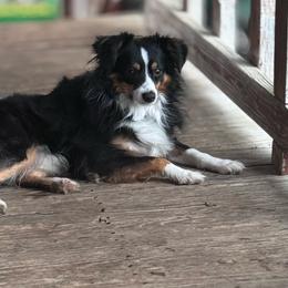 Leo - Black tri male Toy Australian Shepherd puppy in Stephenville, Texas from Rockin J Lil Aussies