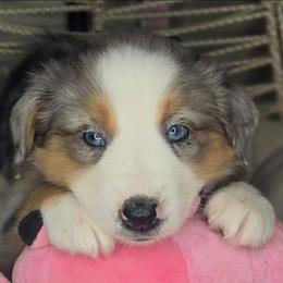 5 - Blue merle female Miniature Australian Shepherd puppy in Lincoln, California from Elegant Aussies