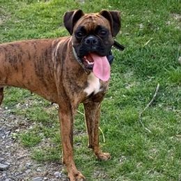 Boxers from Stuart Island Boxers