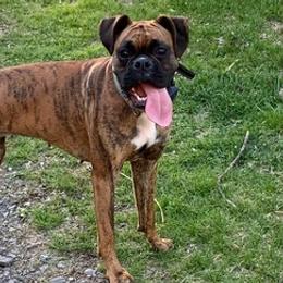 Boxers from Stuart Island Boxers