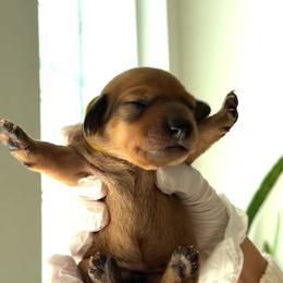Boy 2 - Wheaten male Dachshund puppy in Temecula, California from jocelyn martinez