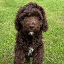 Sven - Red male Aussiedoodle puppy in Churchville, New York from Bluebird Family Farm