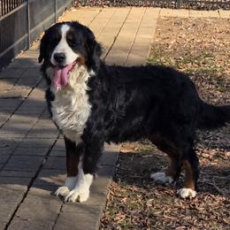 Feather - Bernese Mountain Dog