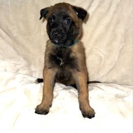 Blue Collar - Fawn male Belgian Malinois puppy in Trenton, Georgia from Laeknir K9