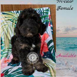 Bahamas - Tri-color female Bernedoodle puppy in Godwin, North Carolina from Farm Sweet Farm Doodles