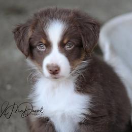 Pretzel - Red tri male Miniature Australian Shepherd puppy in Olivehurst, California from McDaniel Aussies