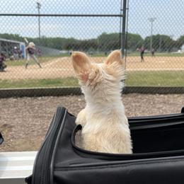 Chihuahua All Grown Up from Home Grown Chihuahuas From Iowa