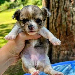 YouKnee - Merle female Chihuahua puppy in Sherwood, Arkansas from Bartelt Breeders