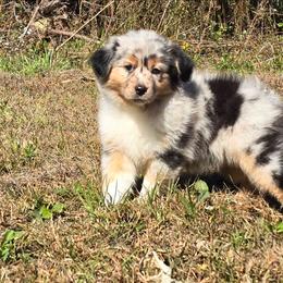 MB.BMF - Blue merle female Miniature Australian Shepherd puppy in Deer Lodge, Tennessee from KSH Aussie Haven
