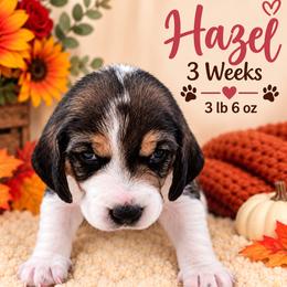 Nova (yellow) - Black white and tan female Beagle puppy in Trail, Oregon from Jennifer Knapp's AKC Beagles