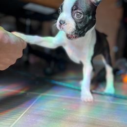 Boston Terrier Puppies from Bethelbreeders