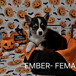American Corgi Puppies from Whitecreek Corgis of Columbus, IN