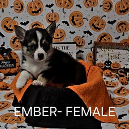 American Corgi Puppies from Whitecreek Corgis of Columbus, IN