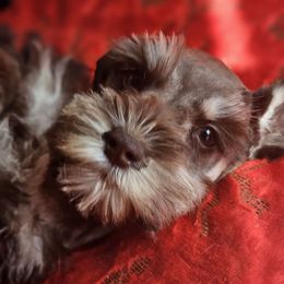 Chanel - Liver female Miniature Schnauzer puppy in Panama City, Florida from Emerald Coast Schnauzers