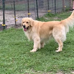 Marlin - Golden Retriever