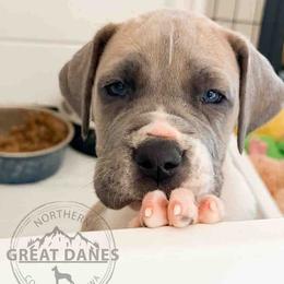Cindy Lou - Fawn female Great Dane puppy in Sac City, Iowa from Northern Great Danes of Colorado & Iowa
