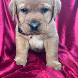 Black Collar - yellow male - Yellow male Labrador Retriever puppy in Beaverdam, Virginia from Gold Heart Labradors