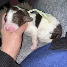 Rain - Parti female Poodle puppy in Prosperity, Pennsylvania from Stelladoodles & Company