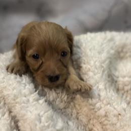 Scarlett - Red  female Goldendoodle puppy in Waynesboro, Virginia from Forest Creek Kennel