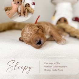 Sleepy - Apricot male Goldendoodle puppy in Hiddenite, North Carolina from Rose and Reid Doodles