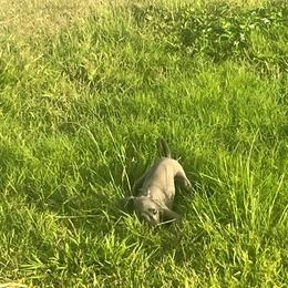 Italian Greyhound Puppies from Fisher Link
