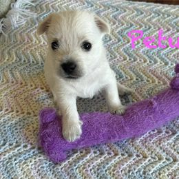 West Highland White Terrier Puppies from Westend Westies