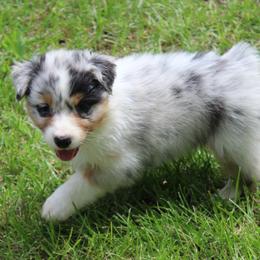 Ruby - Blue merle female Australian Shepherd puppy in Kansas, Oklahoma from Windy G Farm