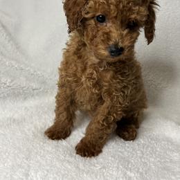 Poodle Puppies from Coasta J’s Toy Poodles