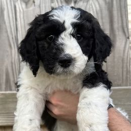 Loretta - Parti Goldendoodle puppy in Morrow, Ohio from RemiRoodles