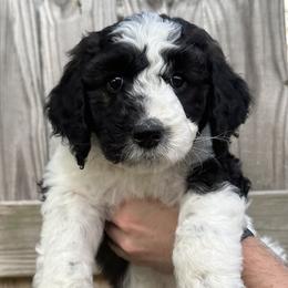 Loretta - Parti Goldendoodle puppy in Morrow, Ohio from RemiRoodles