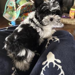 Boy two(more black) - Parti male Yorkshire Terrier puppy in Virginia from Yorkies of Boston