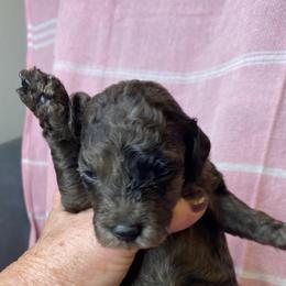 Maggie Mae - Merle female Goldendoodle puppy in Greenville, South Carolina from Law Doodles of SC